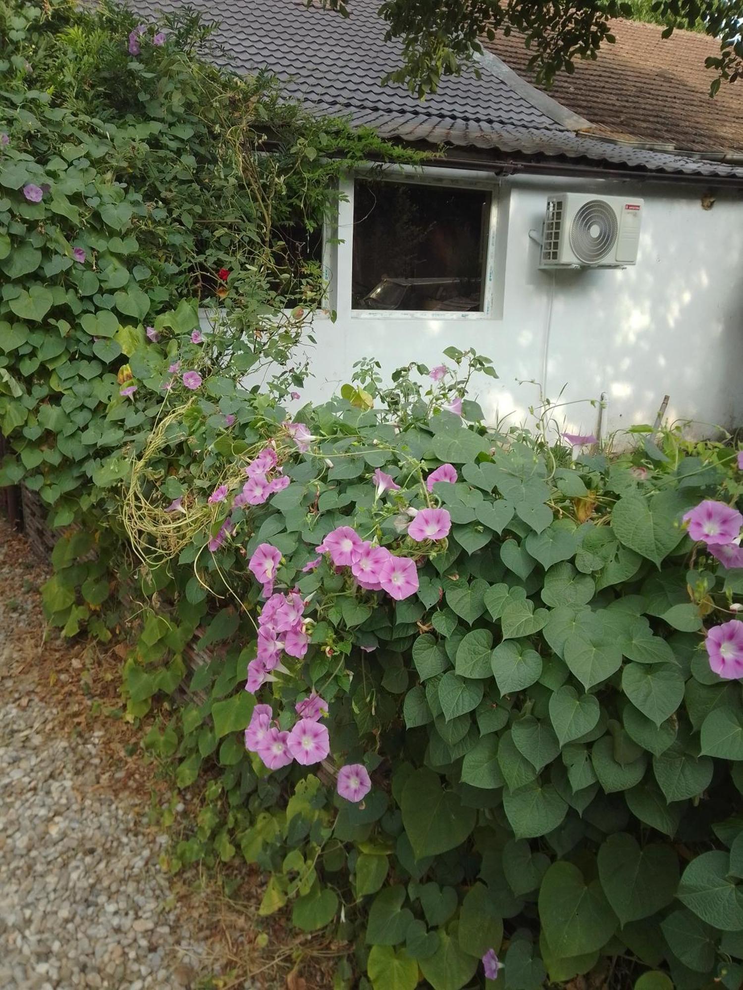 Casa Mocanu Giurgiu Dış mekan fotoğraf